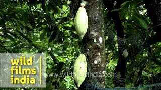 Cocoa plantation in India