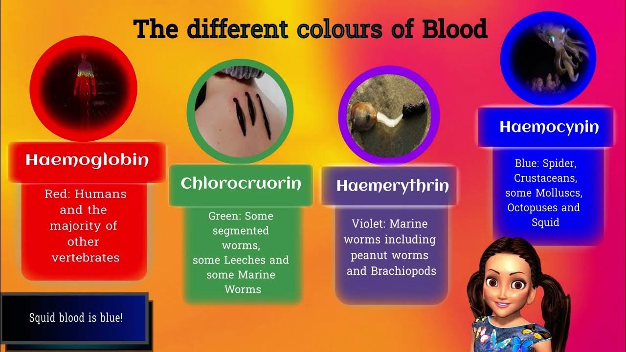 Why is squid blood blue? explained in 60 seconds Educational video