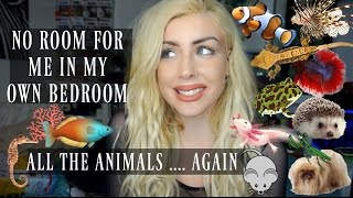 18 ANIMALS 1 ROOM (updated in description)