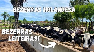 Bezerras Leiteiras A Venda | Bezerras Holandesas Com Muita Genética!