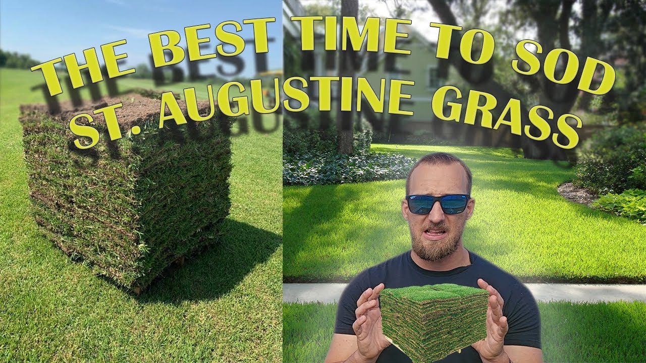 When To Plant St Augustine Grass How To Care For New Sod YouTube when-to-plant-st-augustine-grass-how-to-care-for-new-sod-youtube