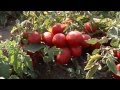 Tomato farms of red gold