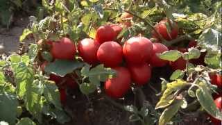 Tomato Farms of Red Gold