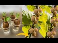 How To Grow Kiwi Plants From Kiwi Fruit How To Grow Kiwi From Seed Growing Kiwi Plants How To Grow Kiwi Plants From Kiwi Fruit How To Grow Kiwi From Seed Growing Kiwi Plants