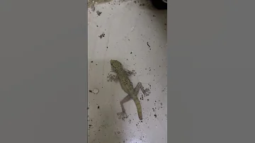 شاهد اسهل طريقه للقضاء على البرص Watch The Easiest Way To Eliminate Geckos 