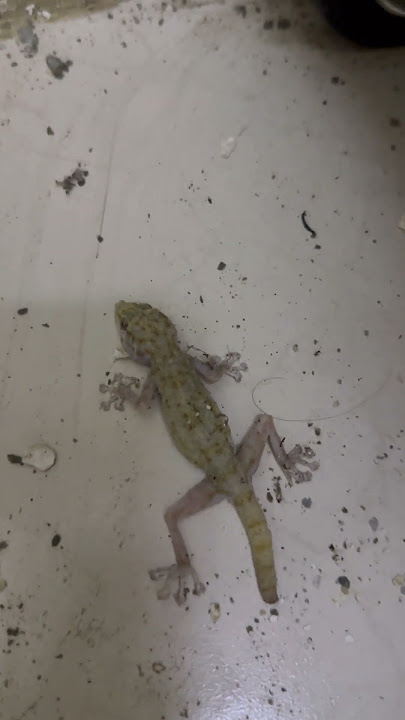 شاهد اسهل طريقه للقضاء على البرص  Watch the easiest way to eliminate geckos