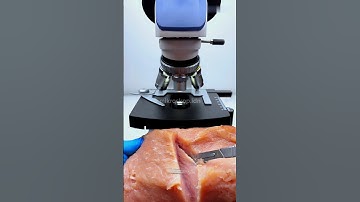 Melihat daging babi dengan mikroskop 🐖🔬😱#shorts #faktaunik #mikroskop #babi