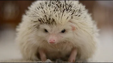 Life From a Hedgehog's Eyes