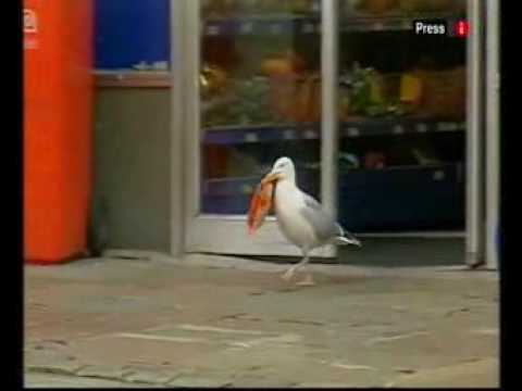 Sam the seagull stealing Doritos