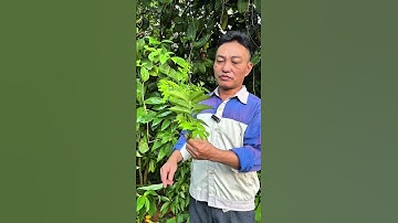 Tác dụng thần kì của cây mắc mật ngoài việc làm gia vị mà không ai biết đến