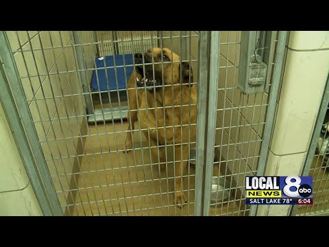 Idaho Falls Animal Shelter