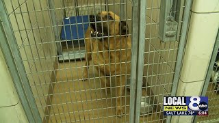 Adoption Fees temporarily waived at Idaho Falls animal shelter to ease crowding