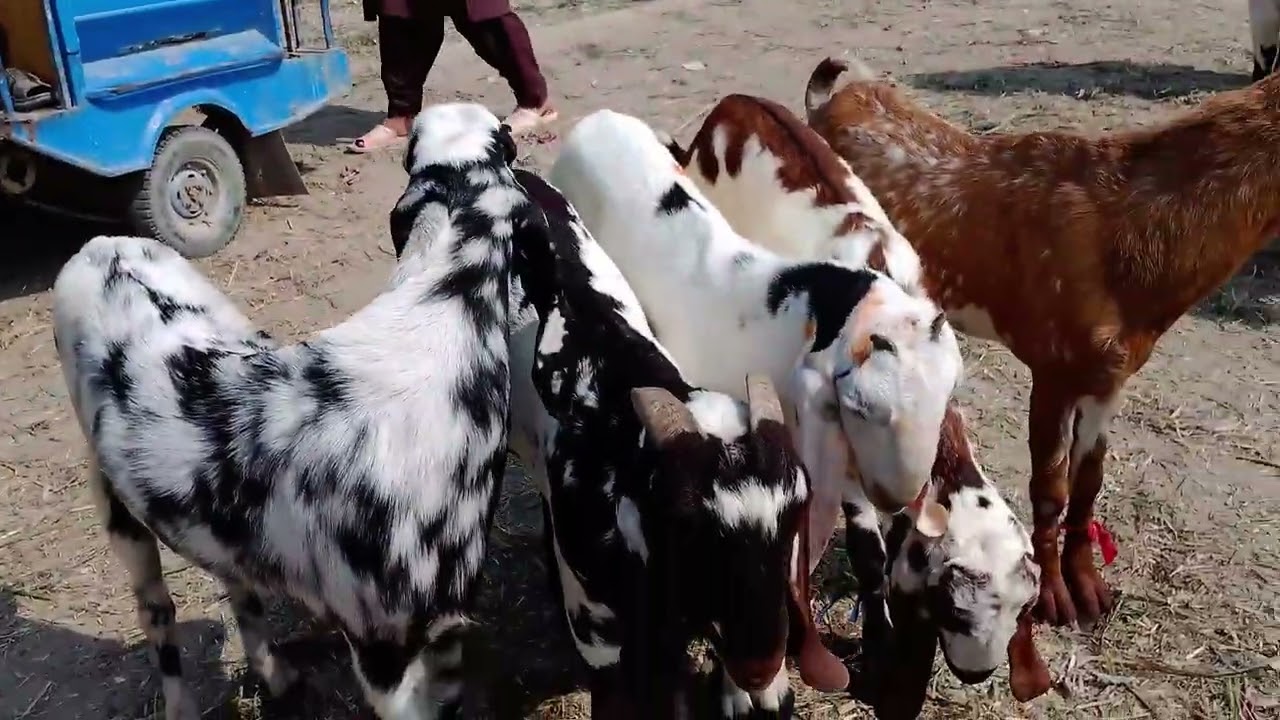 21 February 2026 hafte ka din Dera ghazi Khan mandi ka visit 