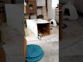 猫が通過する穴。 a hole through which a cat wants to pass #猫 #cat #チロルンライフ #弾丸猫