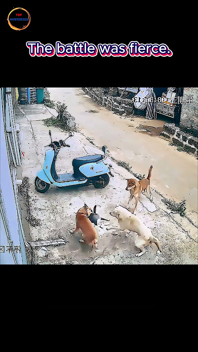 Dog vs Cat: This Fight Took a Crazy Turn! 🐶🐱💥