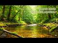Ultimate Peace Study Focus Relax Sleep Sounds for Gentle Mind Medicine 🌙🧠