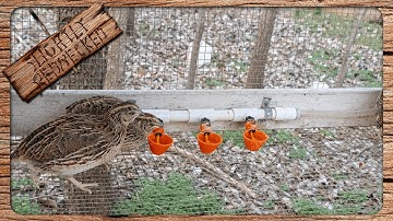 Setting Up The Watering System For The Quail