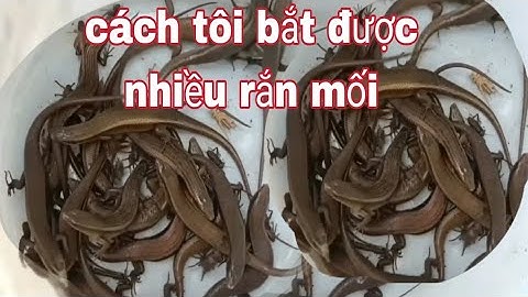 Tôi bắt được nhiều rắn mối cực đơn giản / vũ heo