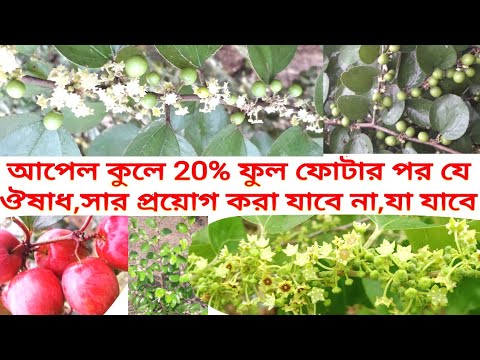 ভিডিও: বরই বিভিন্ন ইউরেশিয়া: বর্ণনা এবং বৈশিষ্ট্য, সুবিধা এবং অসুবিধা, রোপণ এবং যত্ন বৈশিষ্ট্যগুলি + ফটো এবং পর্যালোচনা Reviews