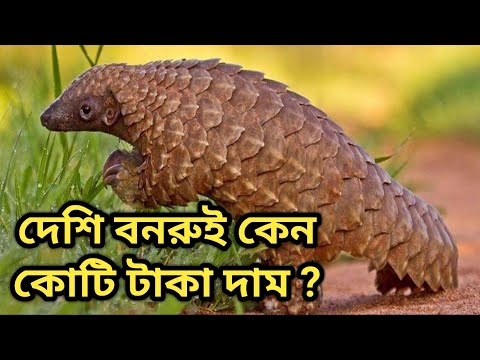 ভিডিও: মানুষ কেন প্যাঙ্গোলিন চায়?