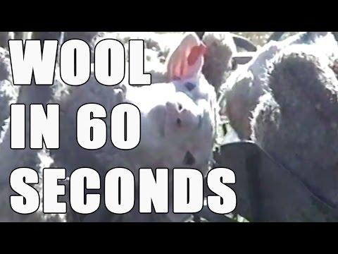 Wool in 60 Seconds