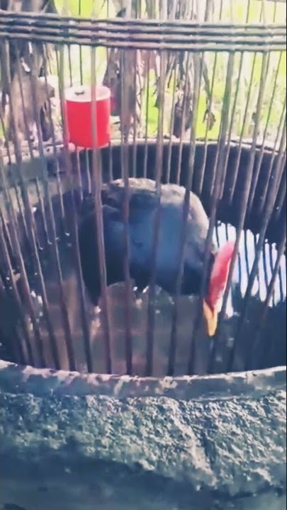 শিকারি কোড়া পাখি. #kura #kura #water cock#cum num moi #sylhet #bangladesh