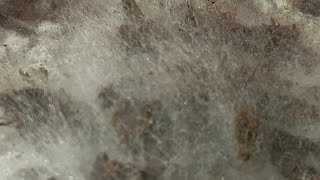 KO Wood Decomposition using bacteria and mold. by KOFrass 58 views 1 year ago 45 seconds