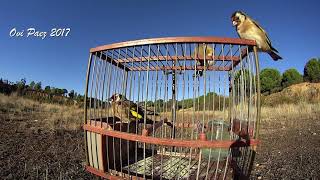 GOLDFINCH SINGING in a Cage and Attracting Other Goldfinches