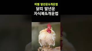 닭띠 말년운, 자식복&amp;개운법! 띠별로 확인하는 말년운과 자식복! 말년에 대박나기 위한 개운법! #말년…