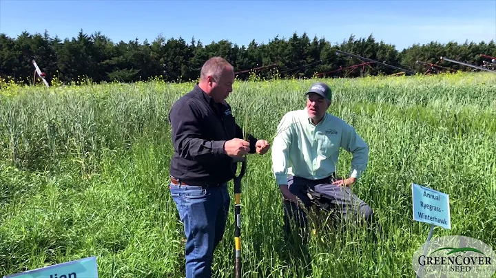 Annual  Ryegrass - 2019 Test Plot