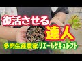 【多肉植物】【達人シリーズ】復活させる達人2026年7月5日
