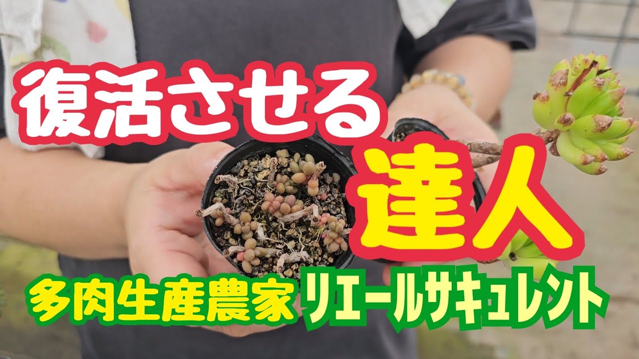【多肉植物】【達人シリーズ】復活させる達人2026年7月5日