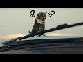 Cats vs. Windshield Wipers 2018 [NEW]