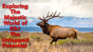 Exploring The Wild and Wonderful World of Elk  A Symbol of Strength and Beauty