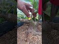 "Prune now, thank me later"😊🪴 #bonsaipruning #bonsaistyling #bonsaicare #bonsaihobby #bonsai