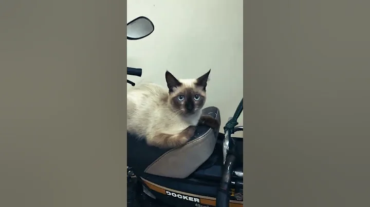 Video 966781: siamese cat dog, cat vs siamese, colour cat, cat dog sound, cat animals