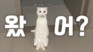 When I come home from work, my cat greets me like this. | allday EP.4
