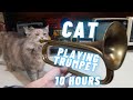 Cat playing trumpet 10 hours