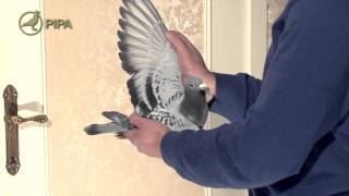 Rudi Desaer met De Bleken