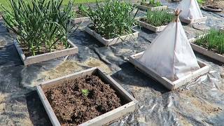 A tomato transplant without a solar pyramid cloche vs. tomato transplants inside solar pyramid cloches. This should be interesting. 