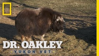 A Temperamental Baby Muskox | Dr. Oakley, Yukon Vet