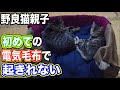 野良猫 家猫化 電気毛布 【野良猫親子に初めて電気毛布をプレゼントしたら起きれなくなった！】 Kitten Cat Warm blanket Japanese traditional house