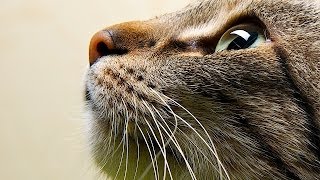 How to Train a Cat to Touch Your Hand | Cat Care