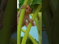 Adorable Little Monkey Moments,#short# babe #money# rose monkey# cute#