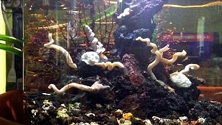 Opae Ula Hawaiian Red Shrimp large custom aquascape aquarium by SPQR-Z 4,328 views 9 years ago 8 minutes, 56 seconds