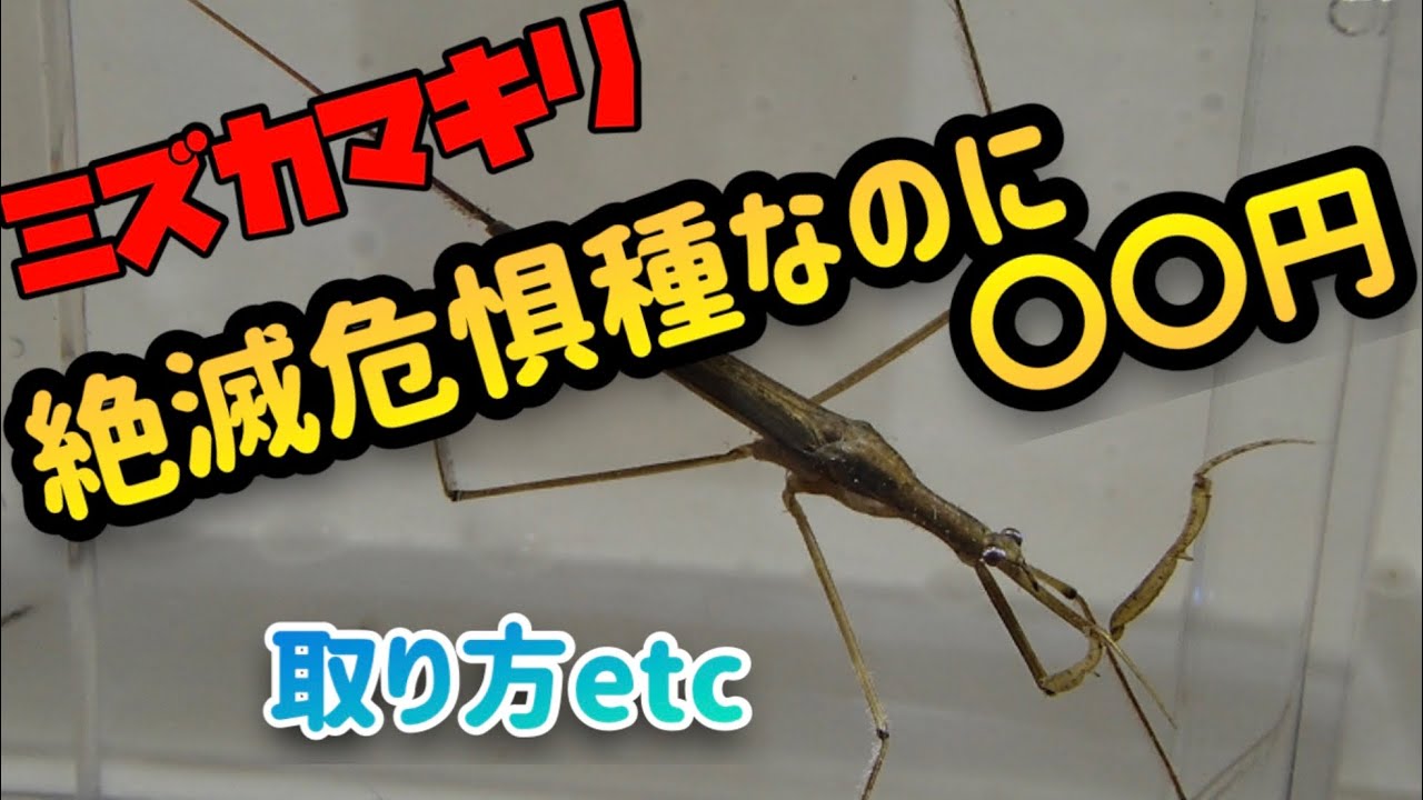 ミズカマキリの入手方法 値段など Youtube ミズカマキリの入手方法 値段など Youtube