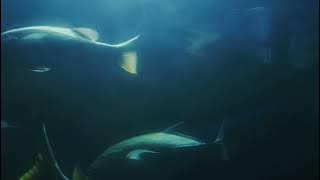 KIDO3008 - Let Go (Official Visualizer)