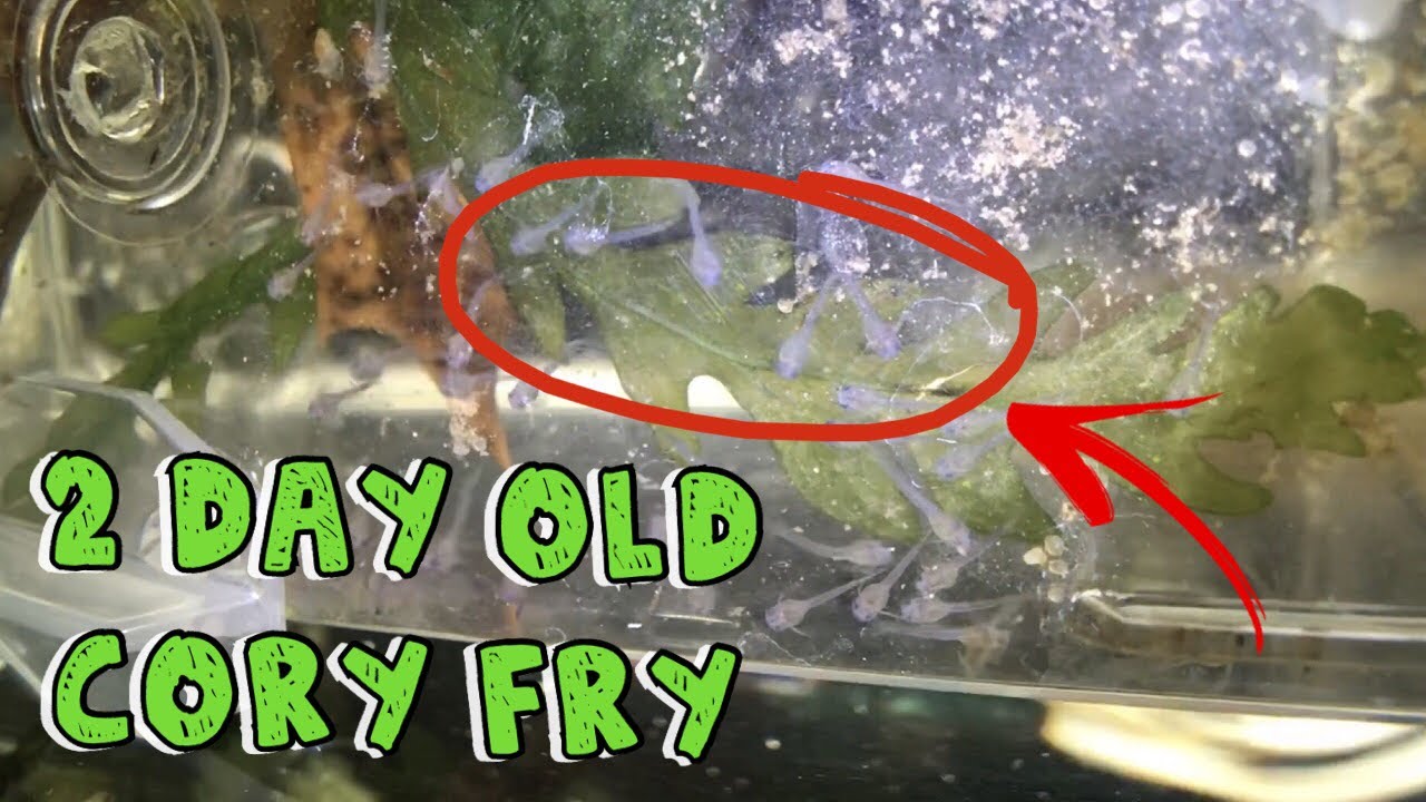 community fish tank temperature 2 Day Old CW009 Green Laser Corydoras Fry