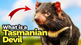 10 Interesting Facts about Tasmanian Devils! by Learn about Animals 2,517 views 1 year ago 9 minutes, 42 seconds