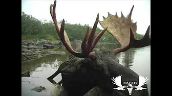 Steve’s Newfoundland Moose Hunt